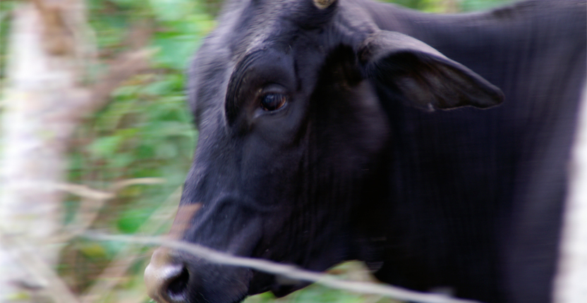 PHOTO | ROOTS DESIGN