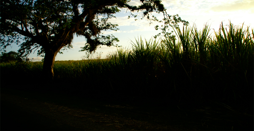 PHOTO | ROOTS DESIGN