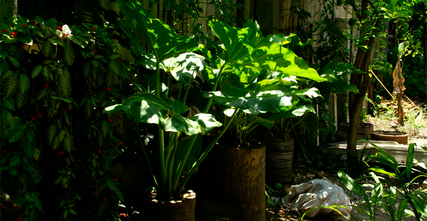 PHOTO | ROOTS DESIGN