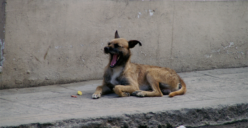 PHOTO | ROOTS DESIGN